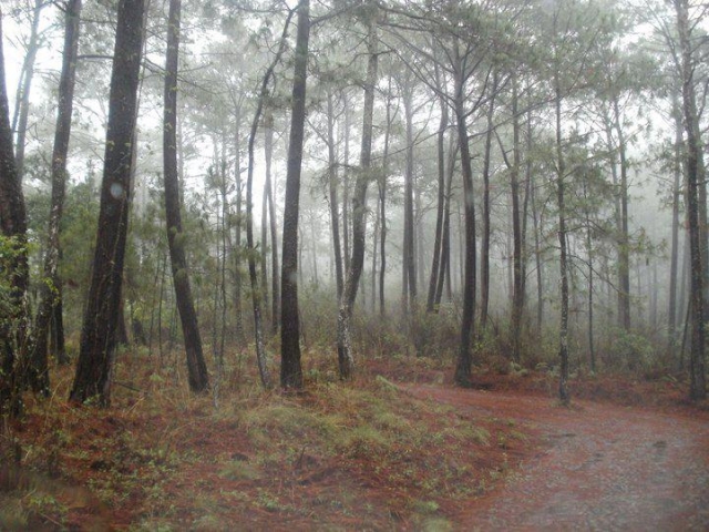 maneja en el bosque